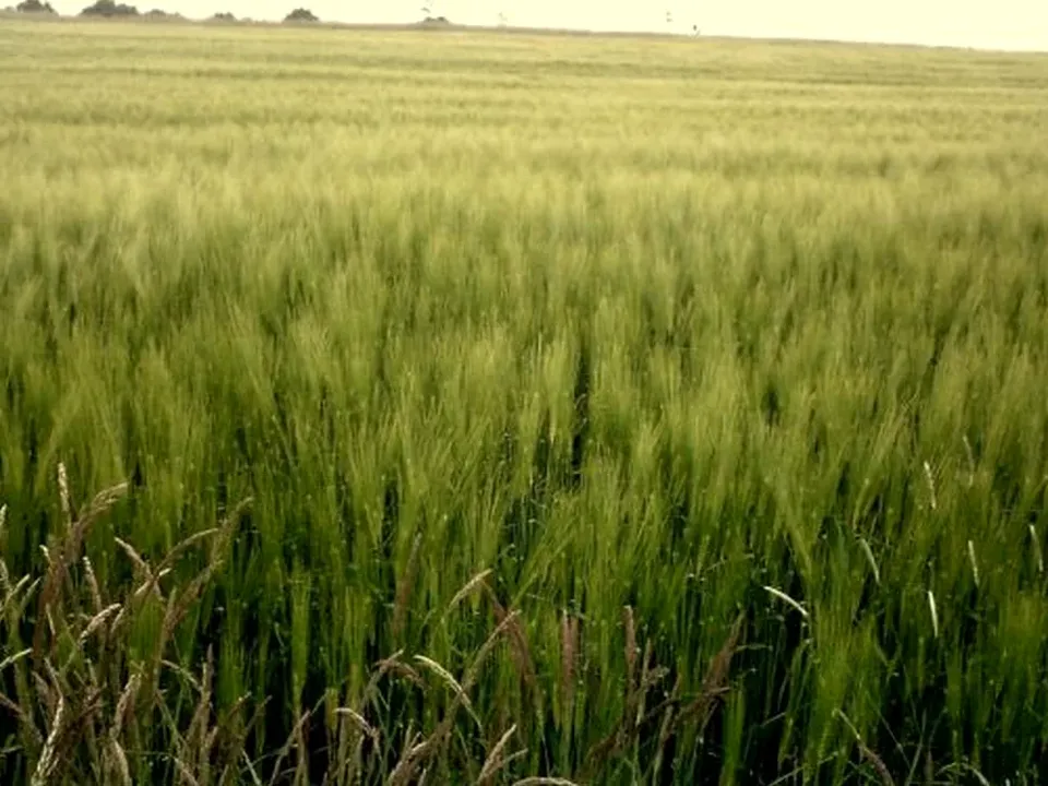 Integrated Pest Management for Food Facilities